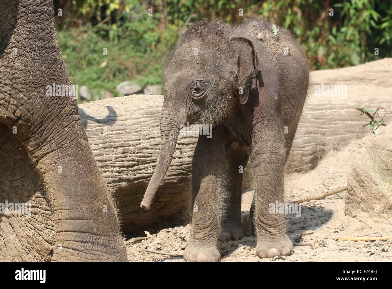 Baby Asian elephant (Elephas maximus Indicus) standing next to his mother's leg. Stock Photo