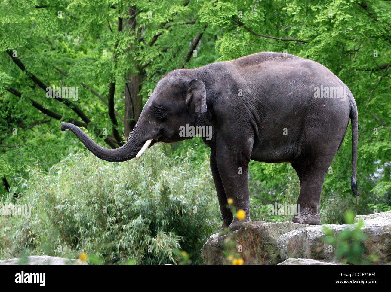 Asian elephant (Elephas maximus Indicus) standing on a rock, swinging his trunk Stock Photo