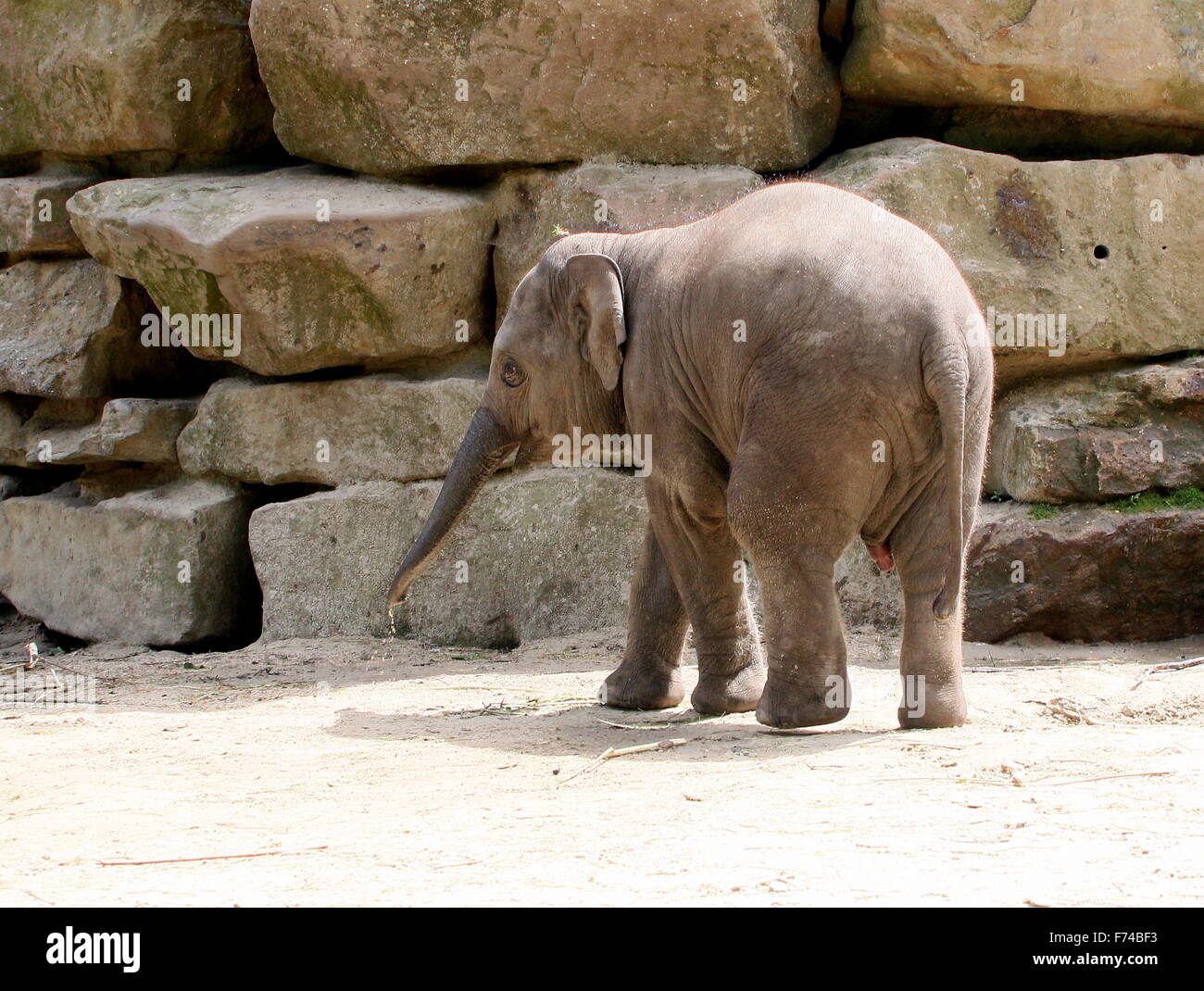 Juvenile male Asian elephant (Elephas maximus Indicus) Stock Photo