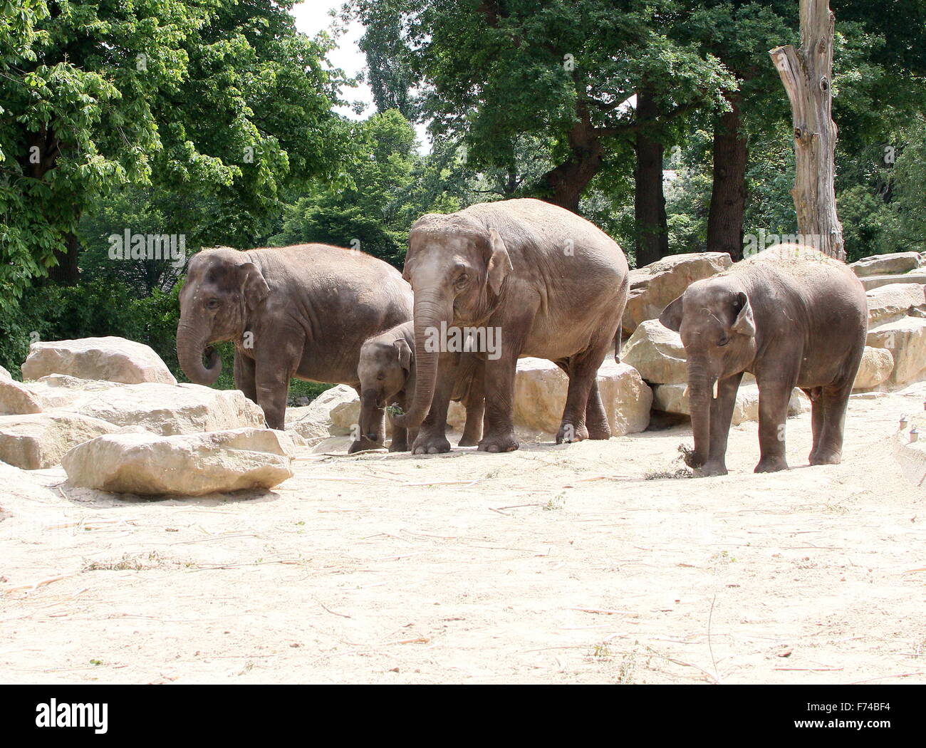 Herd  of Asian elephants (Elephas maximus Indicus) Stock Photo