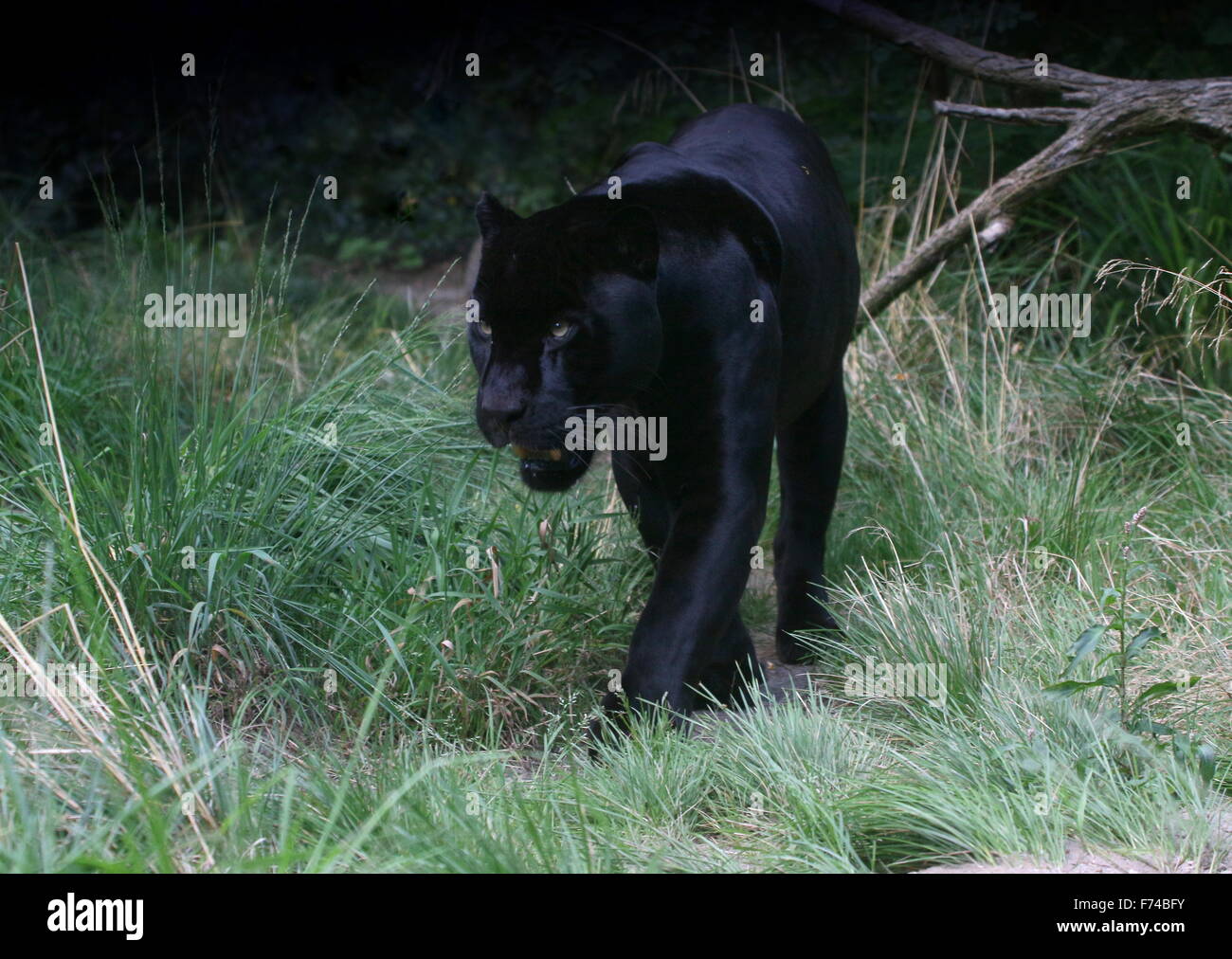 Male South American Black Jaguar (Panthera onca) on the prowl Stock Photo
