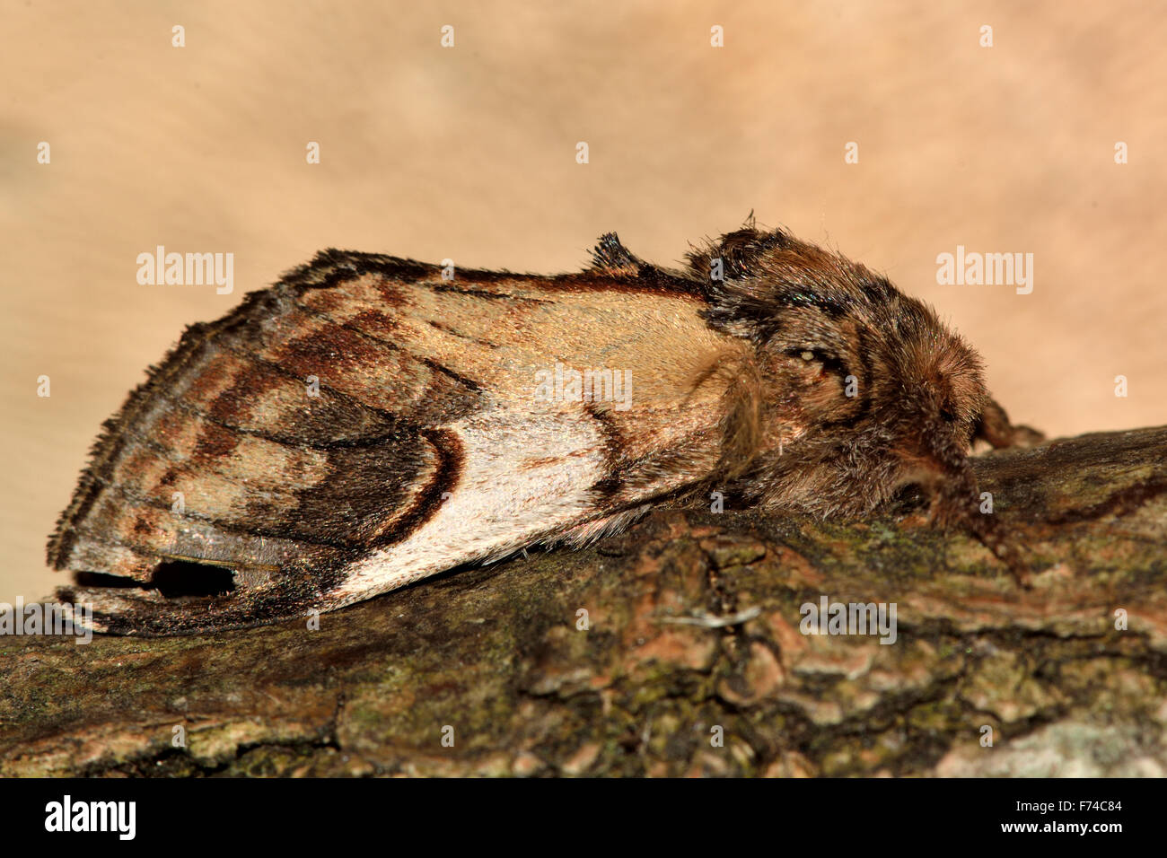 Pebble prominent (Notodonta ziczac) at rest on bark Stock Photo