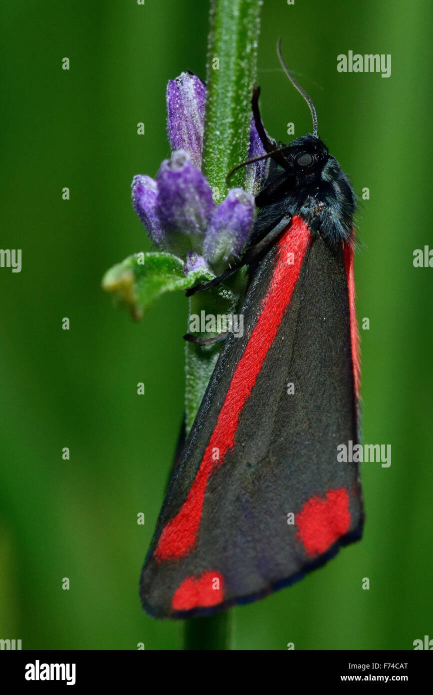 Cinnabar moth (Tyria jacobaeae) on lavender stem Stock Photo