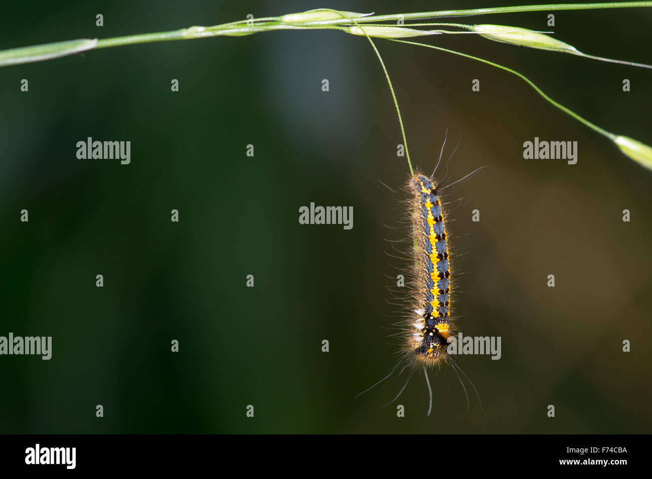 Drinker (Euthrix potatoria) caterpillar hanging from grass Stock Photo