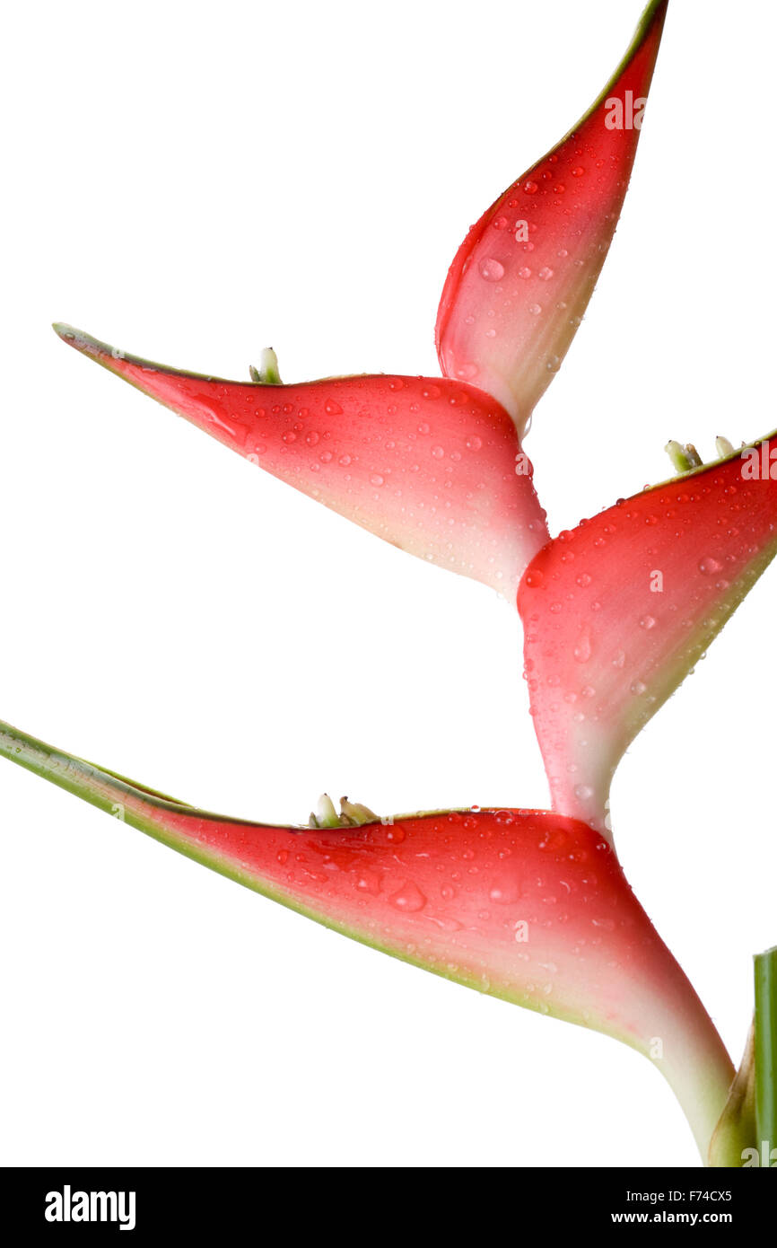 Macro tropical red flower hi-res stock photography and images - Alamy