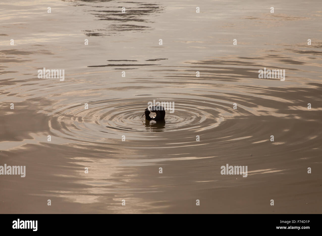 An otter half body surface out of the water feeding on a river fish in Singapore river. Stock Photo