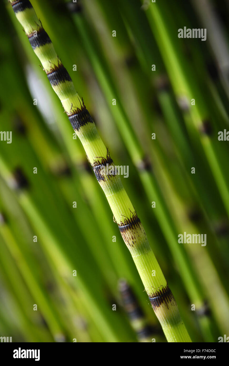 Horsetail bamboo hires stock photography and images Alamy