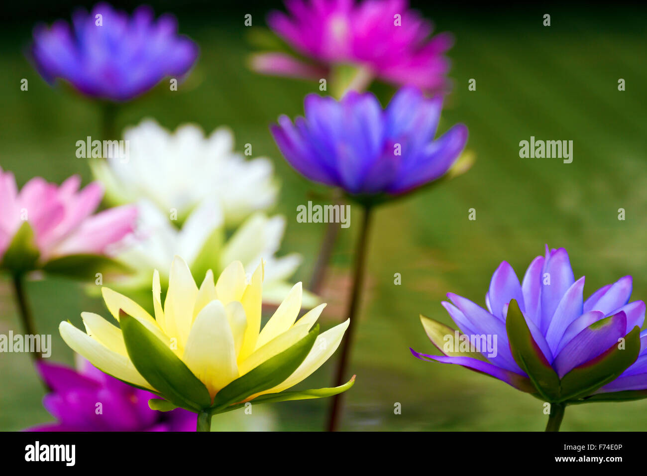 plastic colorful decoration lotus in pond in Shilin Official Residence,Taipei,Taiwan Stock Photo