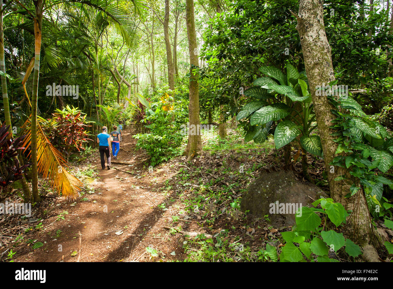 Hikers on a trail in the tropical Tuxtlas region of Veracruz, Mexico. Stock Photo