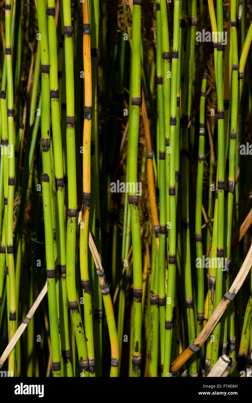 Bamboo detail Stock Photo