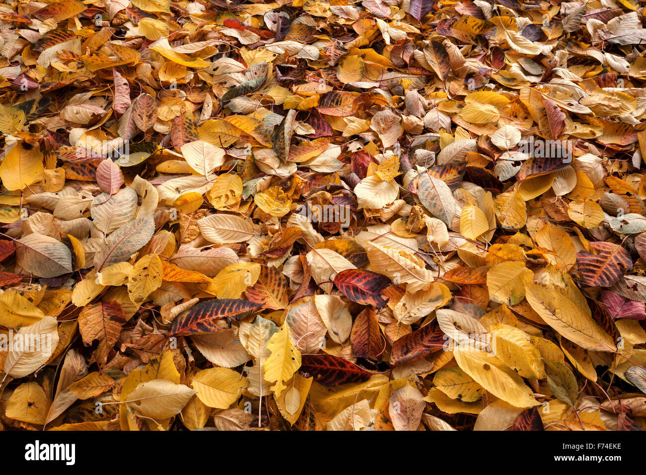 Autumn leaves on ground, Germany Stock Photo