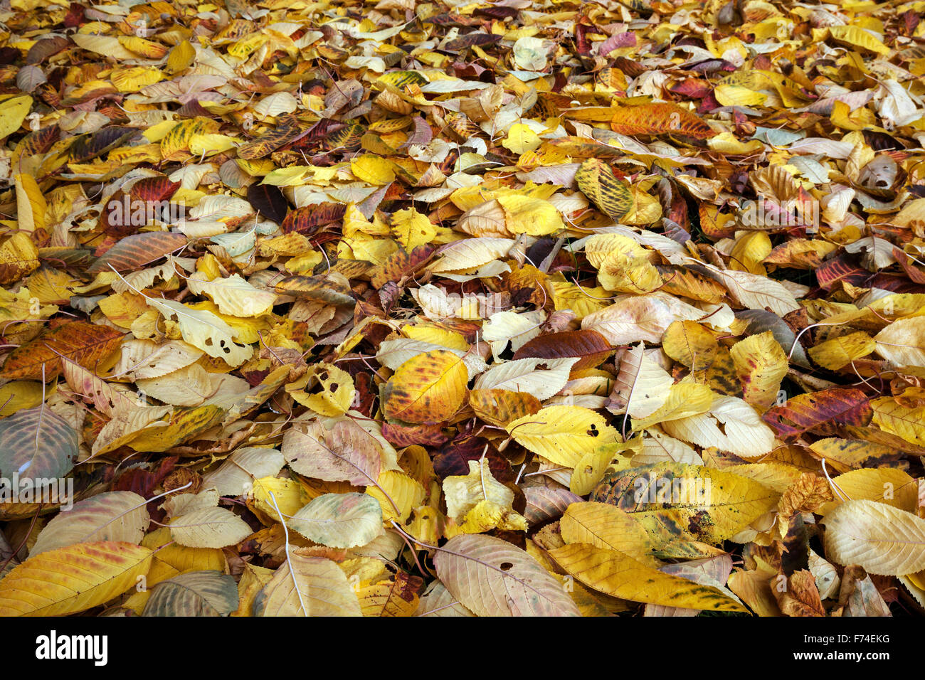 Autumn leaves on ground, Germany Stock Photo