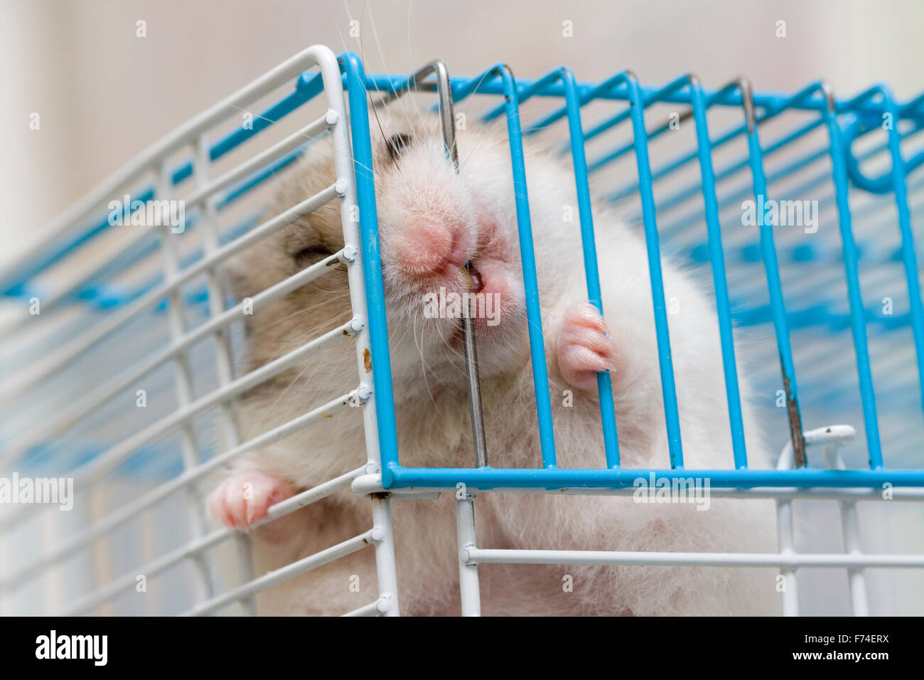 Hamster gnawing cage hi res stock photography and images Alamy