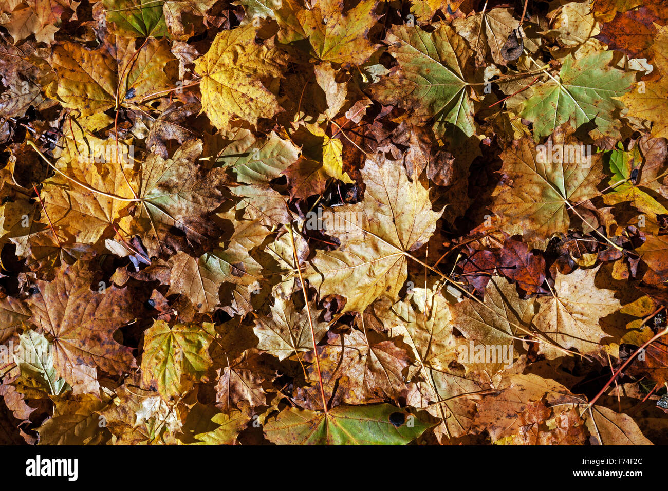Autumn leaves on ground, Allgäu, Bavaria, Germany Stock Photo