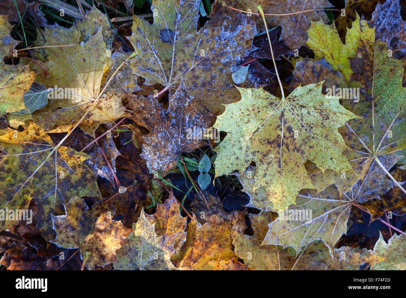 Autumn leaves on ground, hoarfrost, Allgäu, Bavaria, Germany Stock Photo