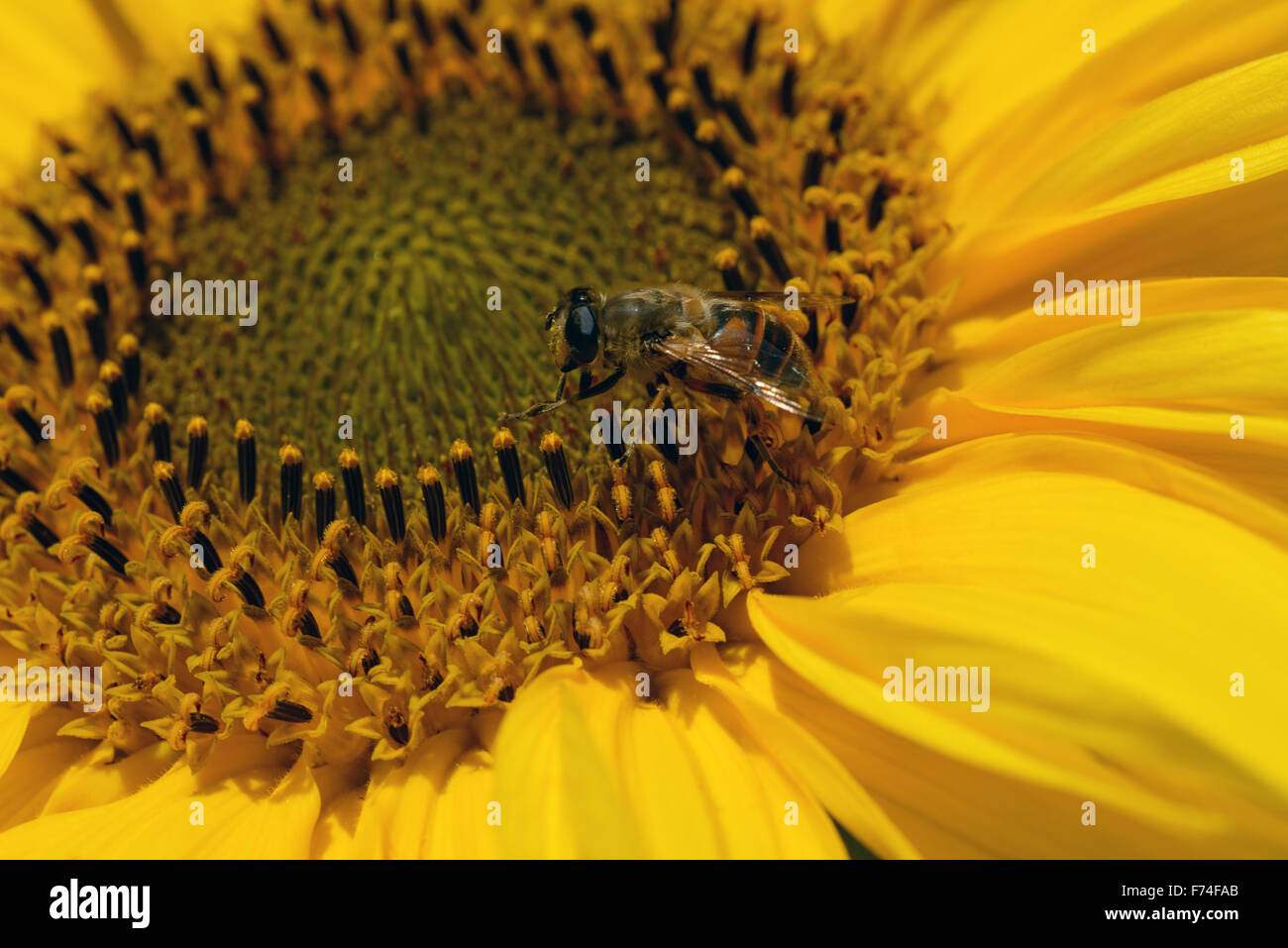 Drone fly Eristalis tenax is sitting on bright yellow sunflower. Stock Photo