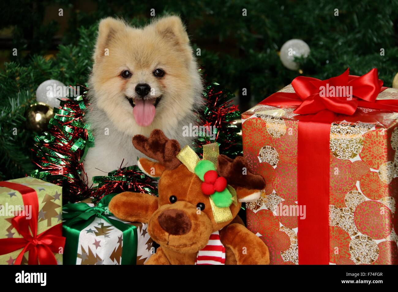 Pomeranian dog posing among Christmas goodies Stock Photo