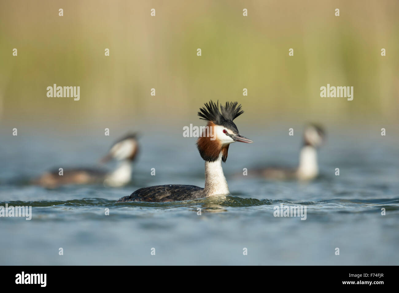 A flock of Great Crested Grebes / Haubentaucher ( Podiceps cristatus ) swimming in the same direction. Stock Photo