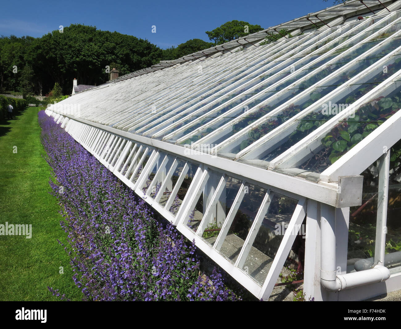 Nepeta flower and the Glass house at Glenarm Castle walled garden, Northern Ireland. Stock Photo