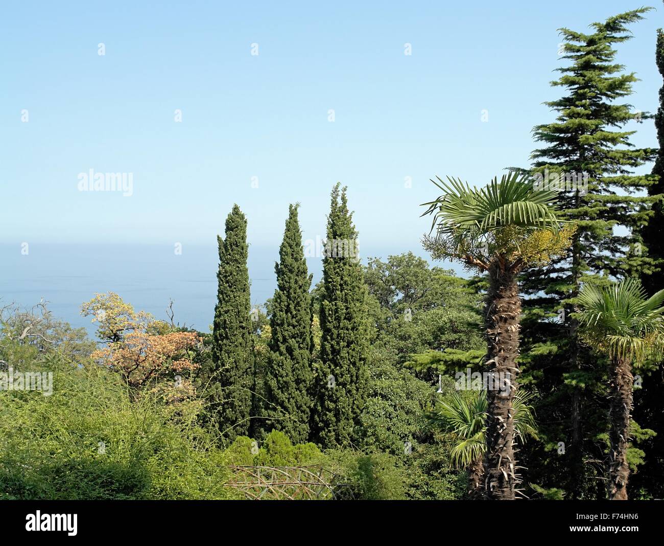 Thuyas hi-res stock photography and images - Alamy