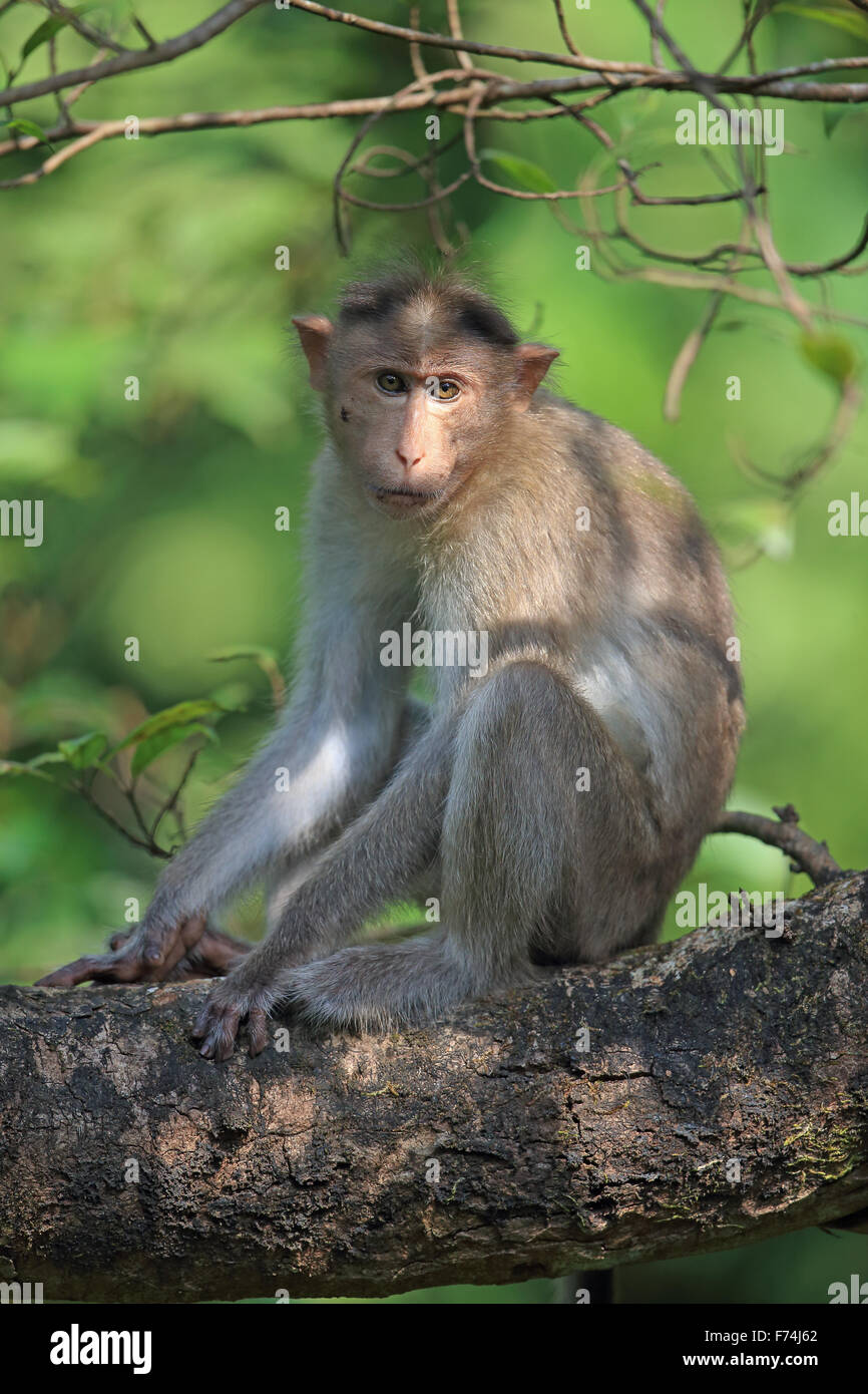 Bonnet Macaque (Macaca radiata) Stock Photo