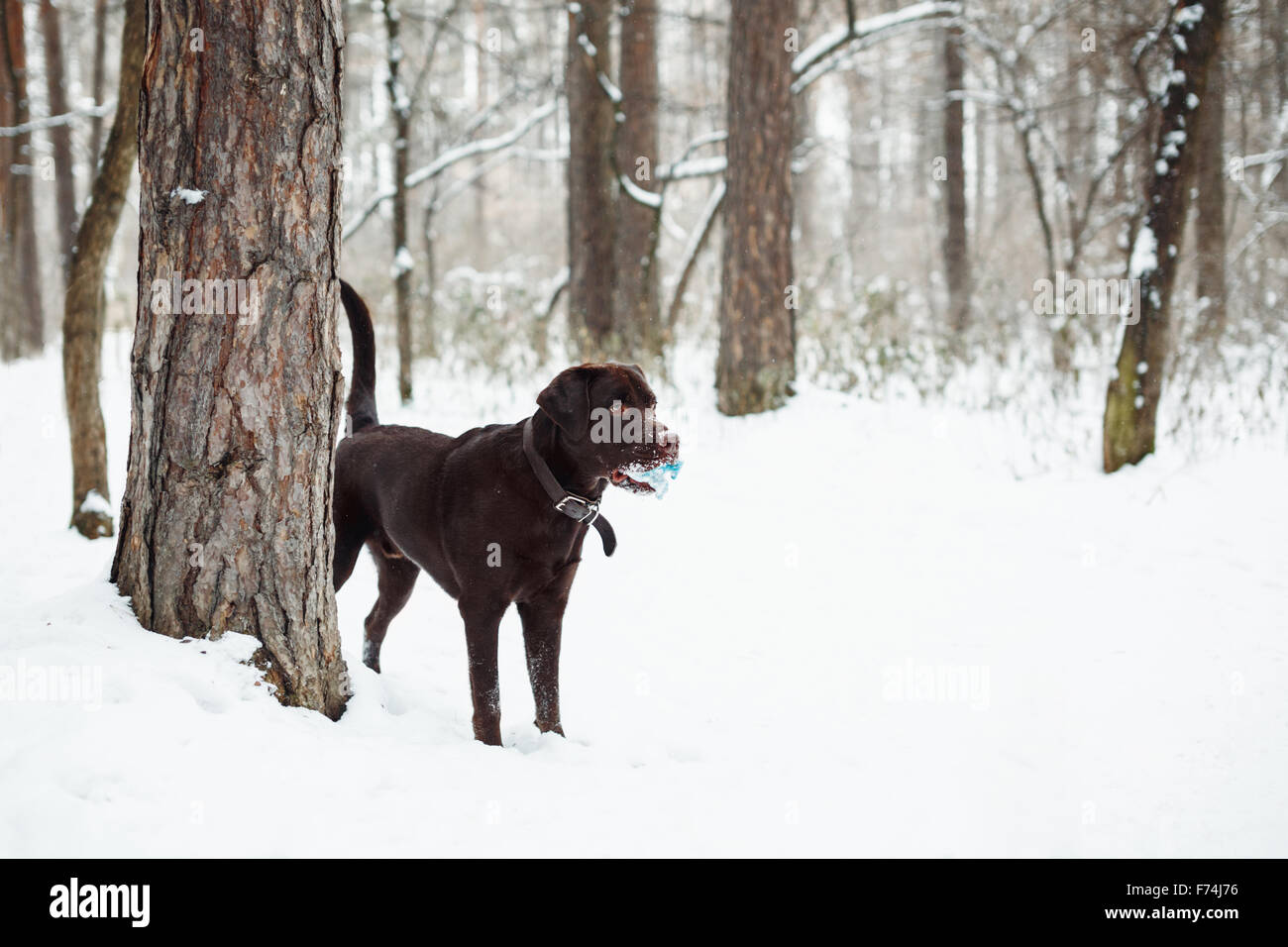 Adult Brown Labrador Retriever Playing with Toy in Winter Forest Stock Photo