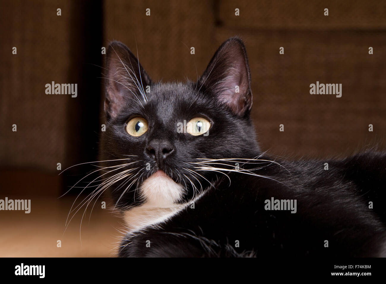 Adorable black cat Stock Photo