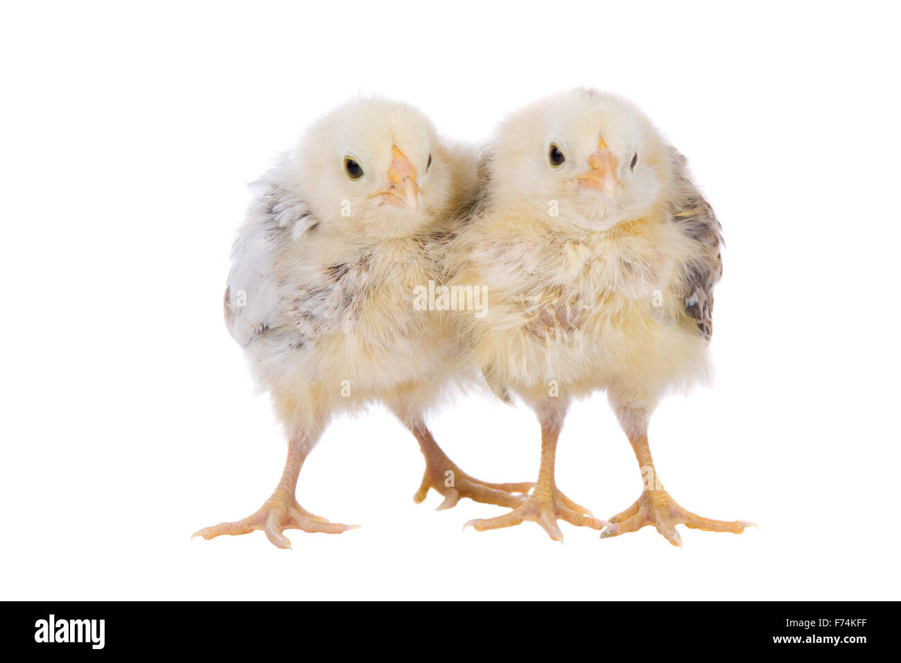 Two Cute Chicks Stock Photo - Alamy