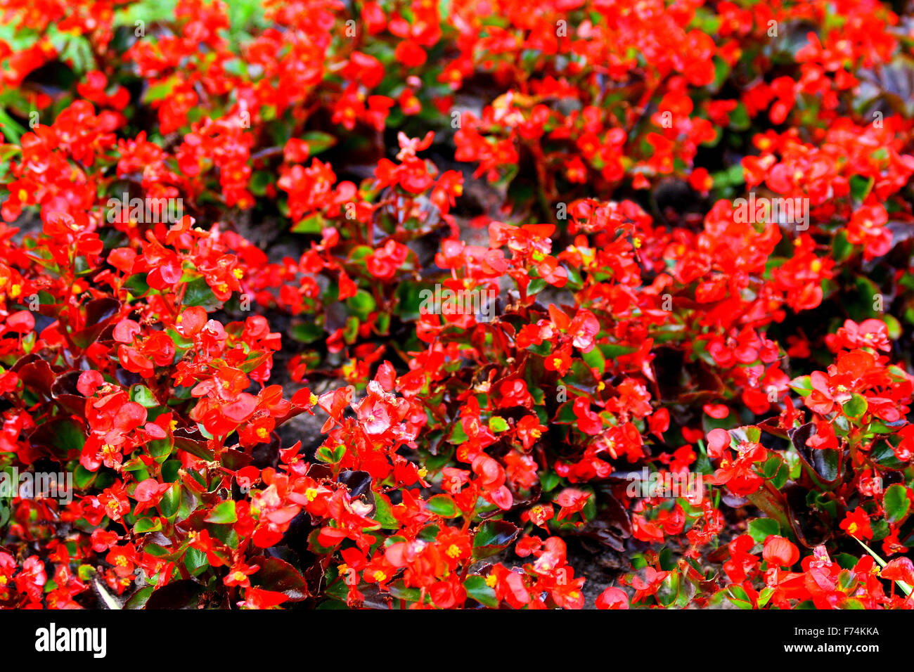 Begonia red Stock Photo