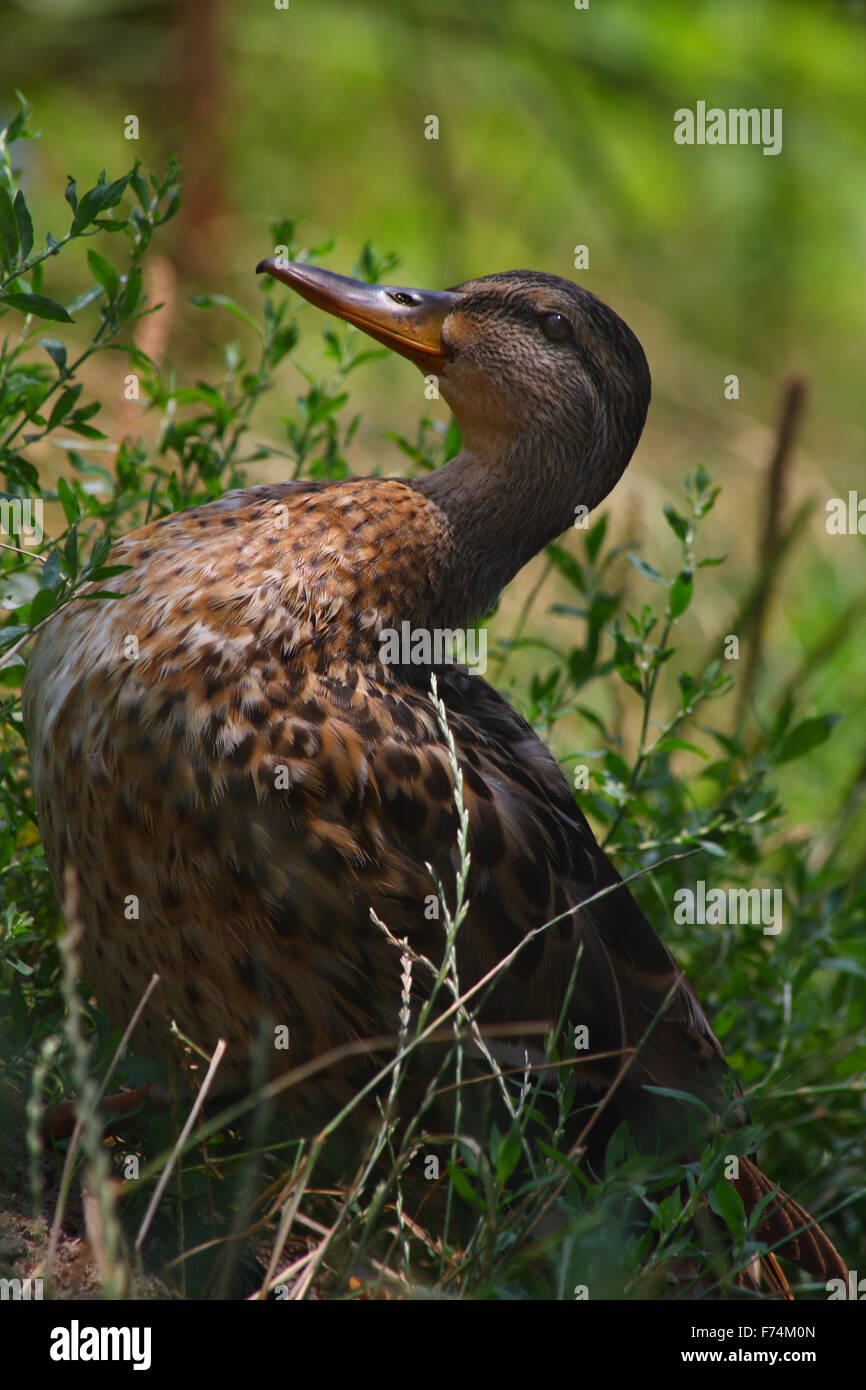 Brown and grey duck hi-res stock photography and images - Alamy