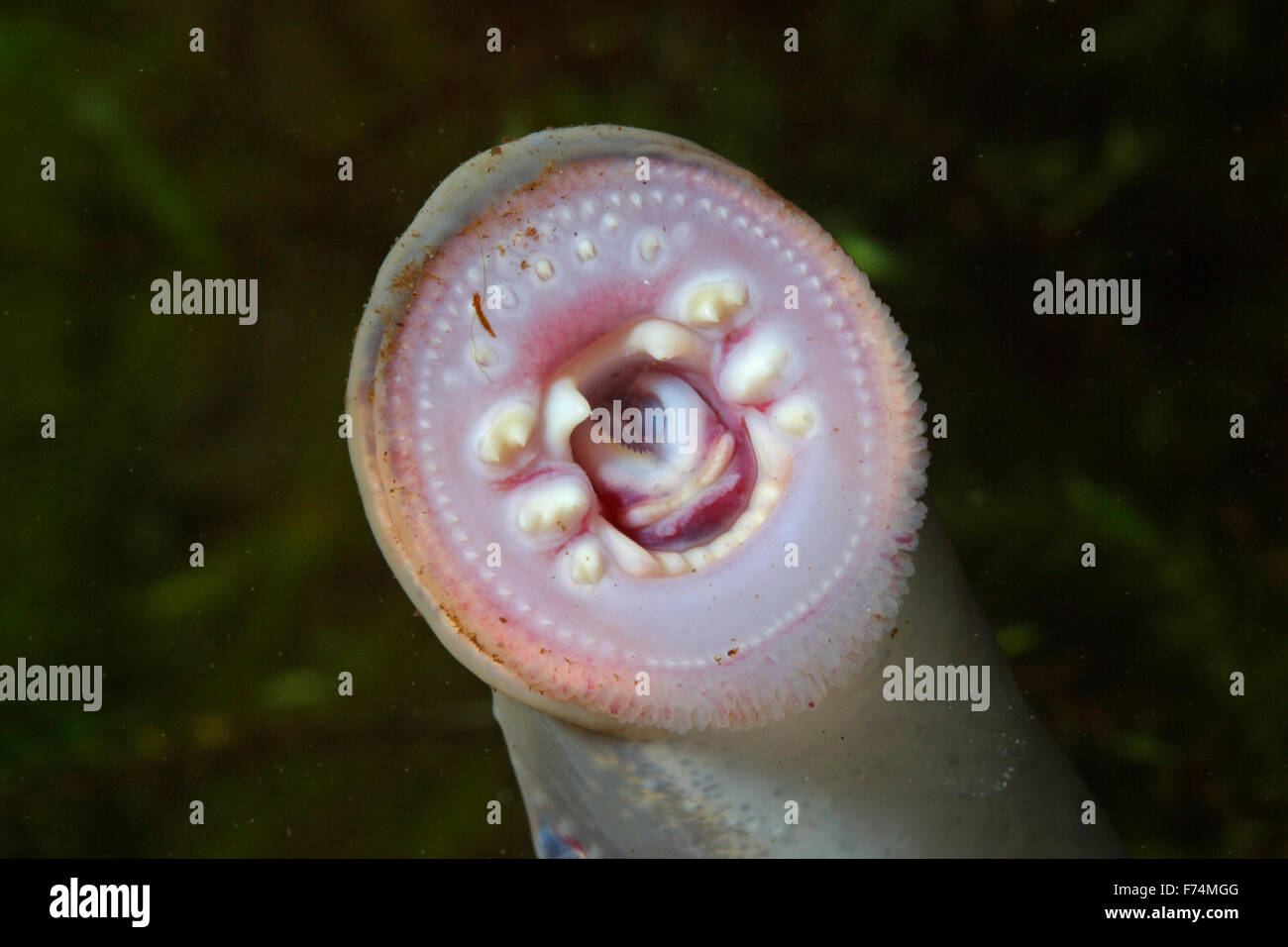 European river lamprey, lampern, Flussneunauge, Fluss-Neunauge, Fluß-Neunauge, Pricke, Lampetra fluviatilis, Lamproie fluviatile Stock Photo