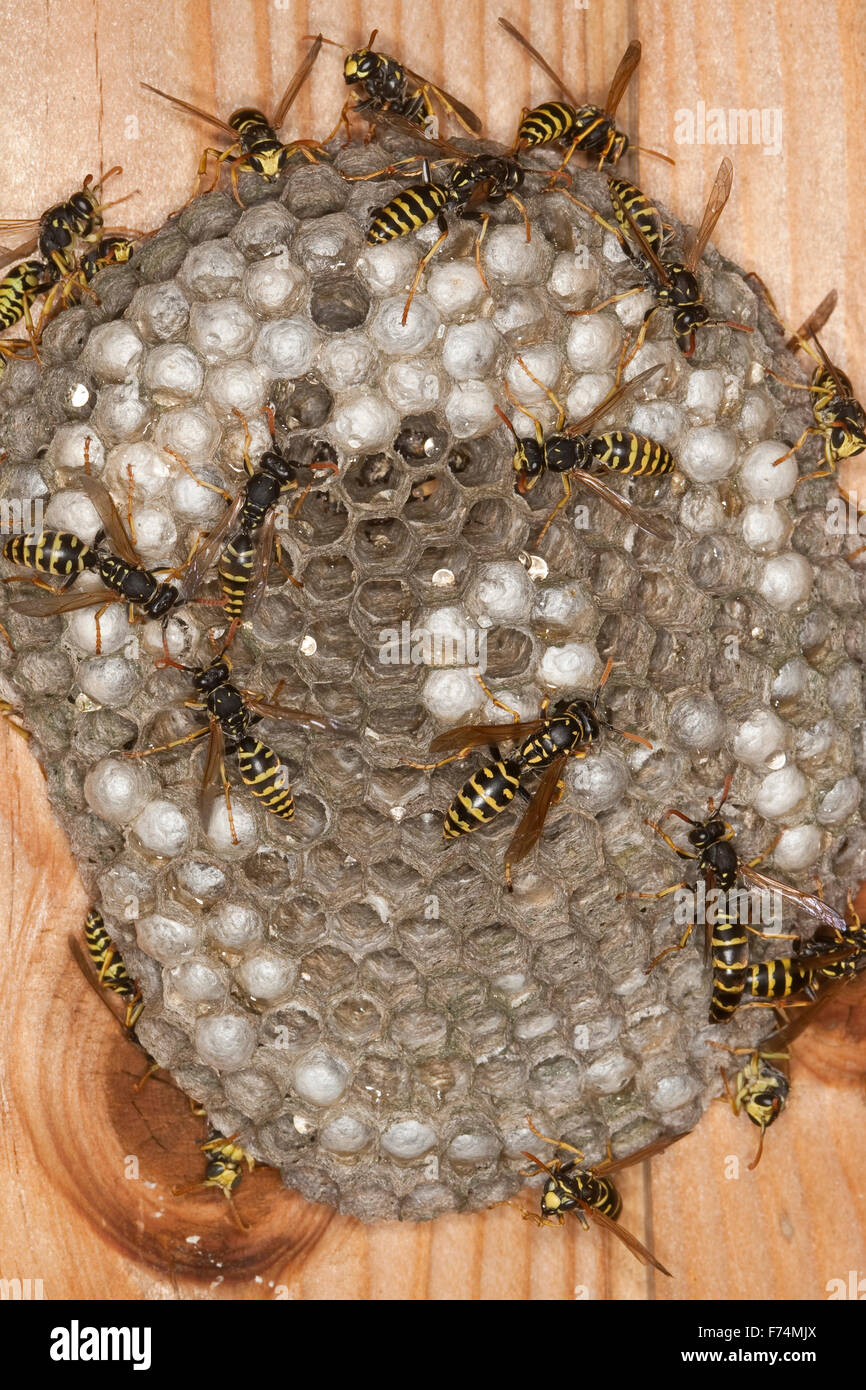 European paper wasp, Gallische Feldwespe, Französische Feldwespe, Polistes dominulus, Polistes dominula, Polistes gallicus Stock Photo