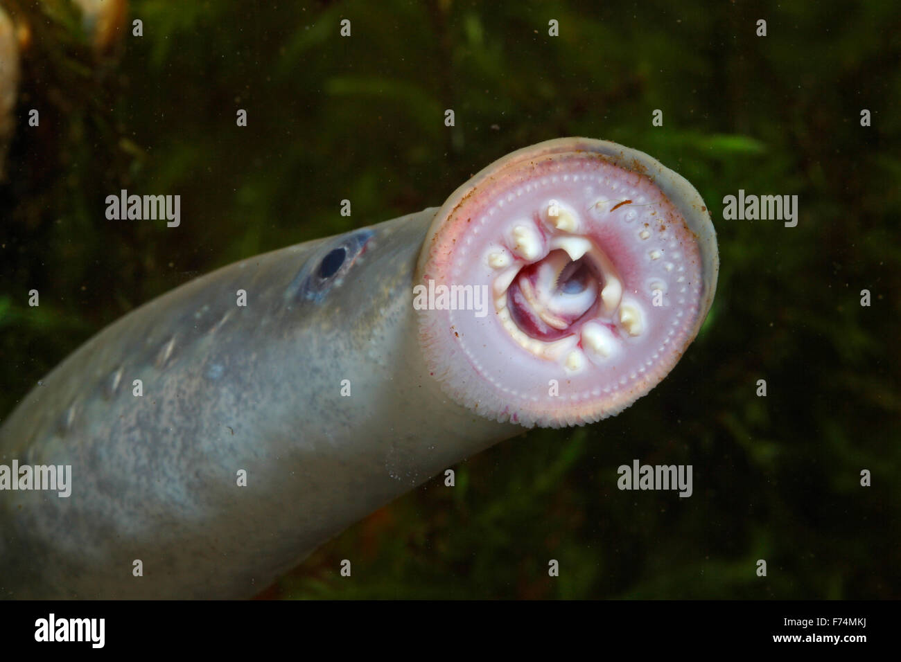 European river lamprey, lampern, Flussneunauge, Fluss-Neunauge, Fluß-Neunauge, Pricke, Lampetra fluviatilis, Lamproie fluviatile Stock Photo