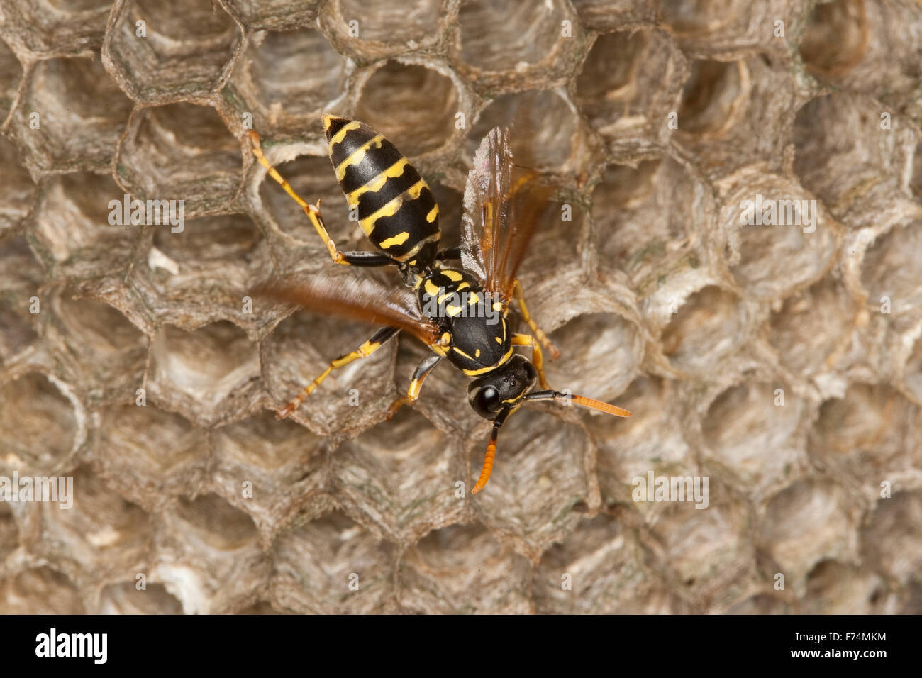 European paper wasp, Gallische Feldwespe, Französische Feldwespe, Polistes dominulus, Polistes dominula, Polistes gallicus Stock Photo