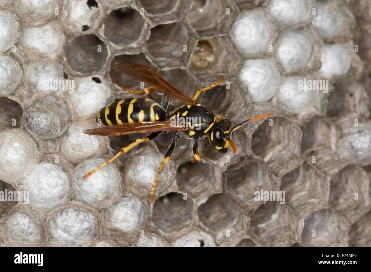 European paper wasp, Gallische Feldwespe, Französische Feldwespe, Polistes dominulus, Polistes dominula, Polistes gallicus Stock Photo