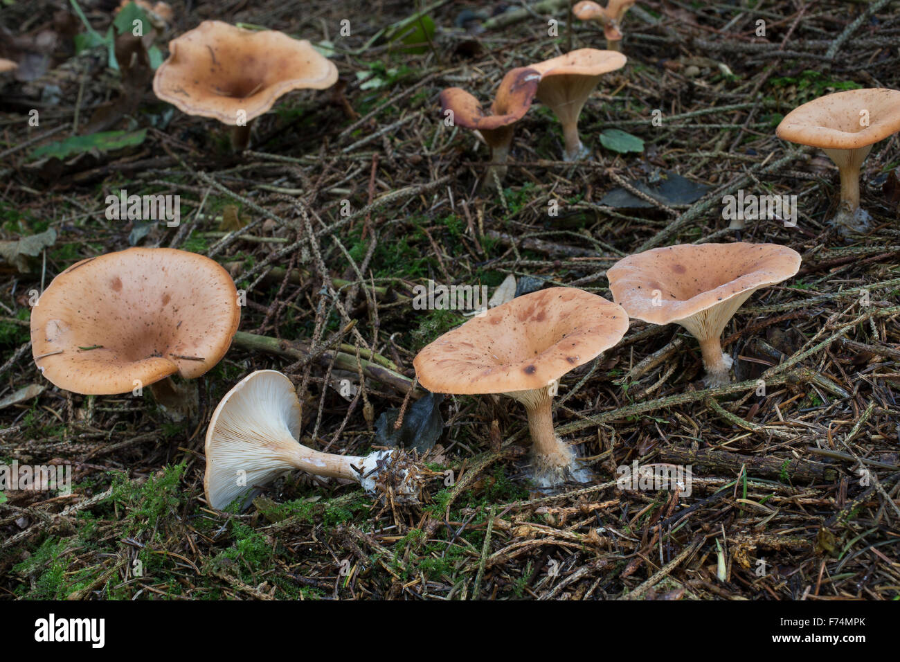 Tawny Funnel Cap, Fuchsiger Röteltrichterling, Fuchsiger Rötelritterling, Rötel-Trichterling, Lepista flaccida, Clitocybe Stock Photo