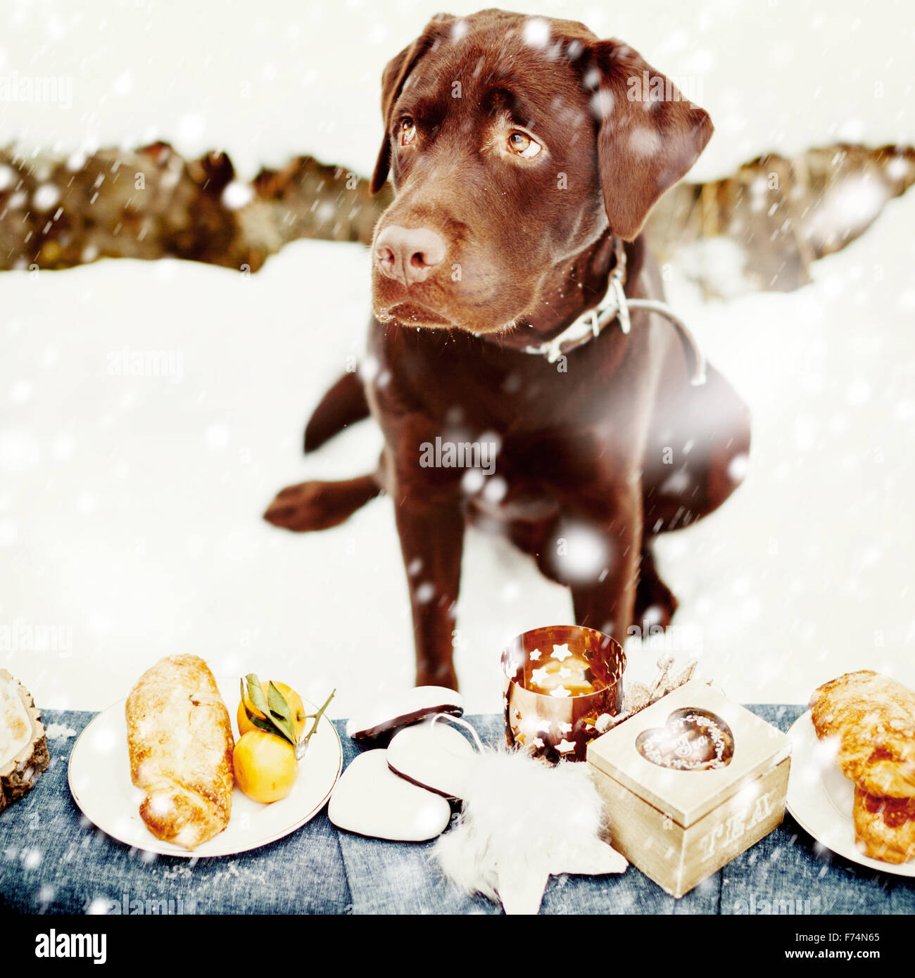 Very Sad Young Labrador Retriever in front of Tasty Sweet Desserts. Holiday Treats. Stock Photo