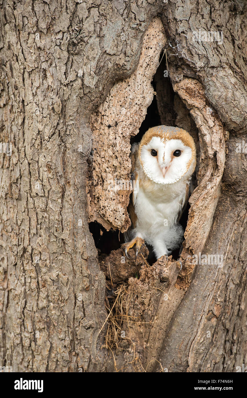 Young Barn Owl sitting in a tree hollow Stock Photo Alamy