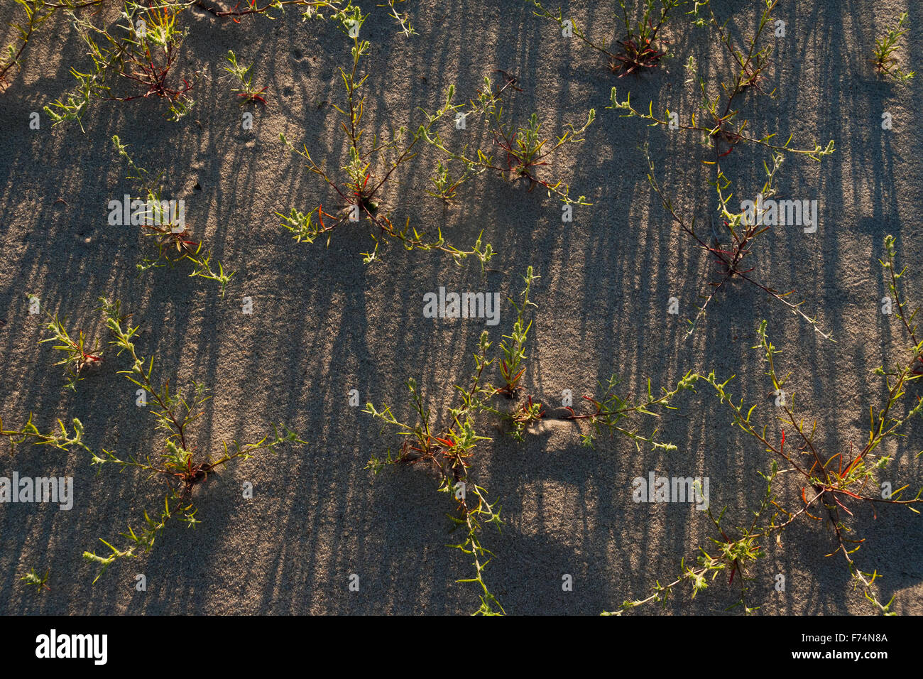 Pioneer plants hires stock photography and images Alamy