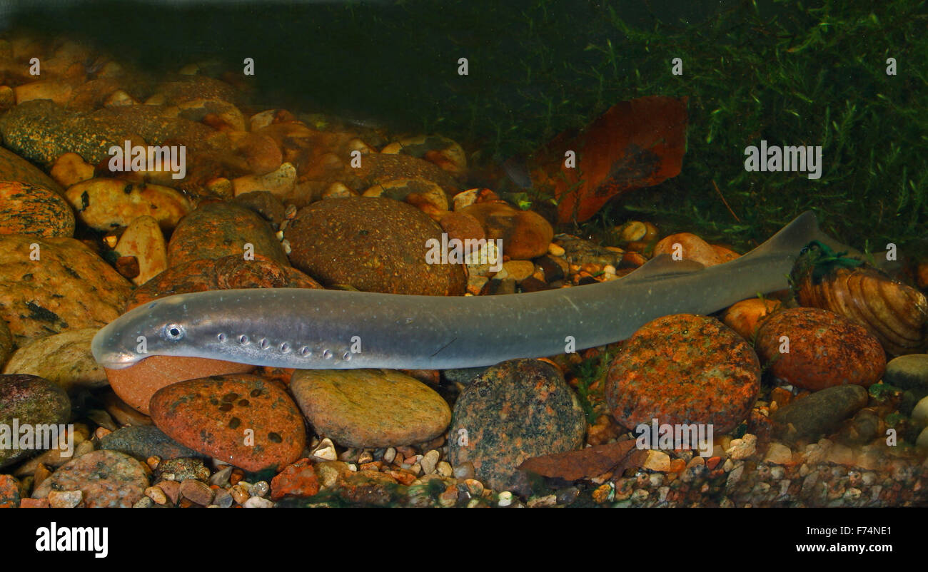 European river lamprey, lampern, Flussneunauge, Fluss-Neunauge, Fluß-Neunauge, Pricke, Lampetra fluviatilis, Lamproie fluviatile Stock Photo