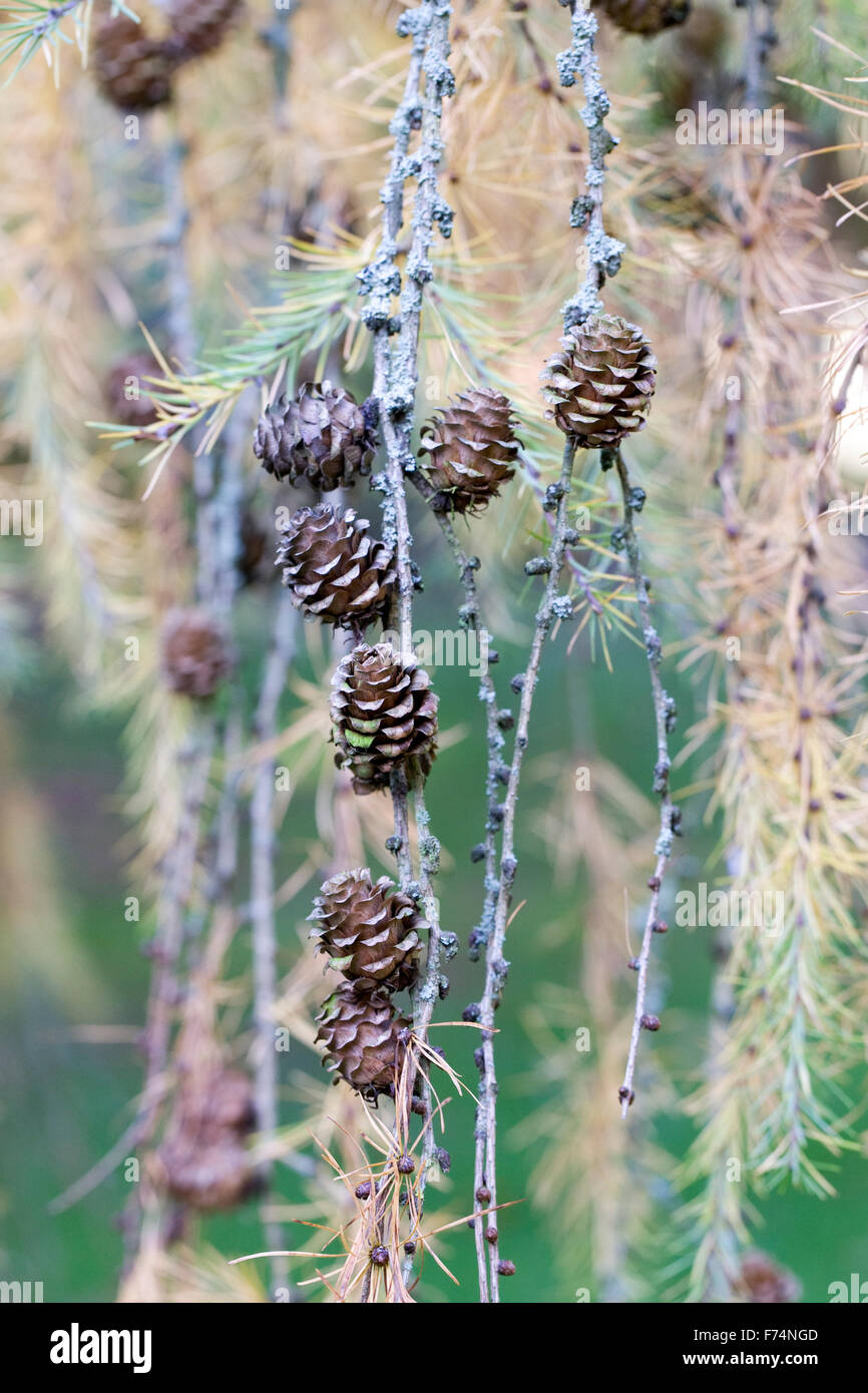 Larix kaempferi Pendula cones. Japanese Larch. Stock Photo