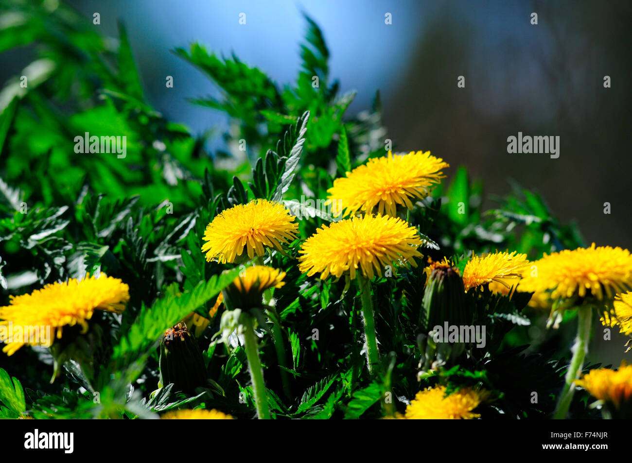 Weed with flowers hi-res stock photography and images - Alamy