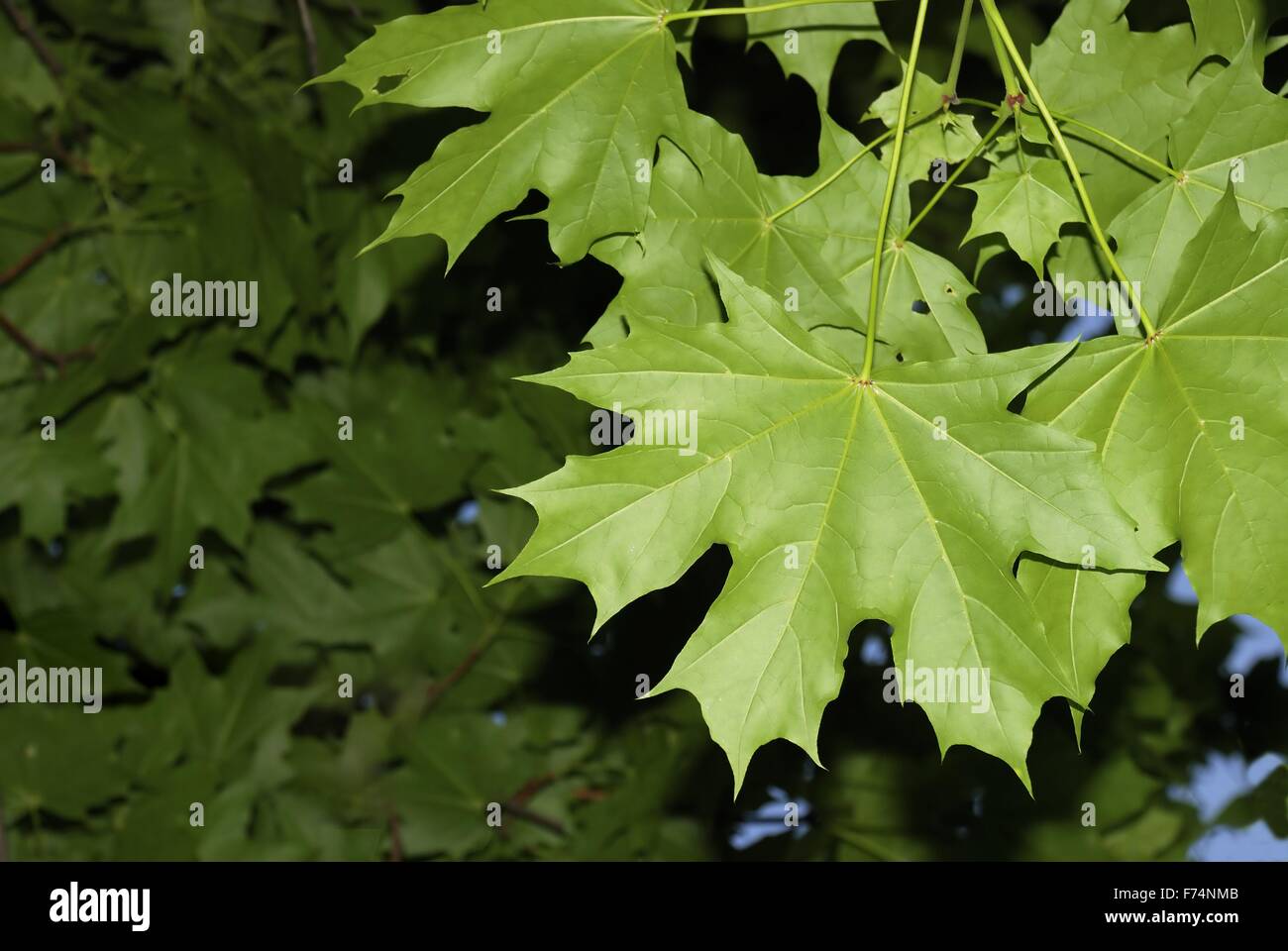 Young green maple tree leaves hi-res stock photography and images - Alamy
