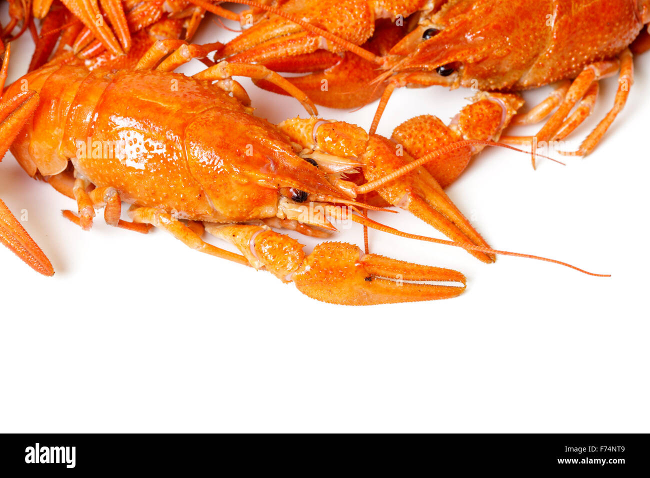 Boiled Crayfish Isolated On White Background Stock Photo Alamy Boiled Crayfish Isolated On White Background Stock Photo Alamy