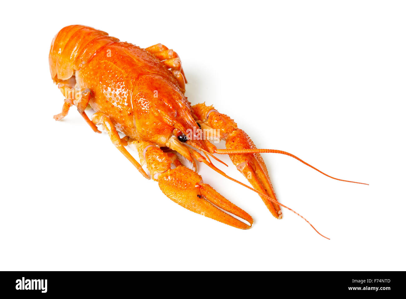 Boiled Crayfish Isolated On White Background Stock Photo Alamy Boiled Crayfish Isolated On White Background Stock Photo Alamy