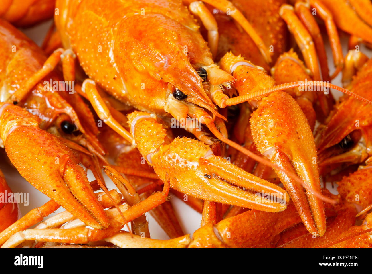 Boiled Crayfish Closeup As Background Stock Photo Alamy Boiled Crayfish Closeup As Background Stock Photo Alamy