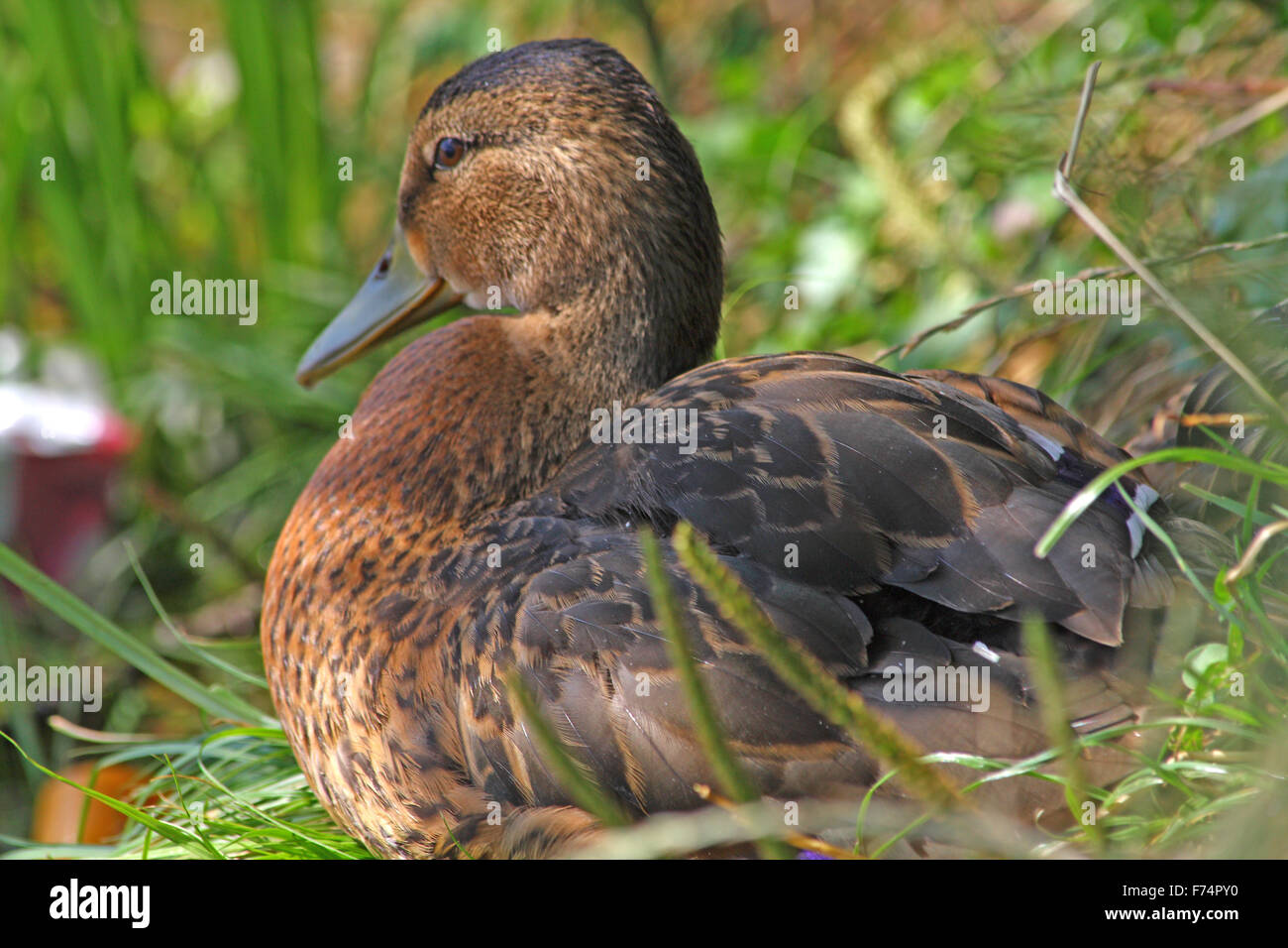 Brown and grey duck hires stock photography and images Alamy