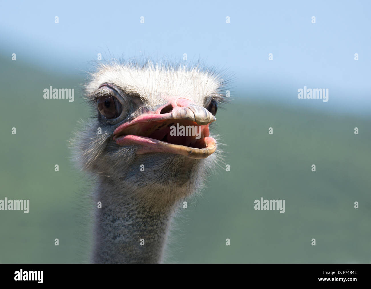 Ostrich head shooted in a ostrich farm Stock Photo