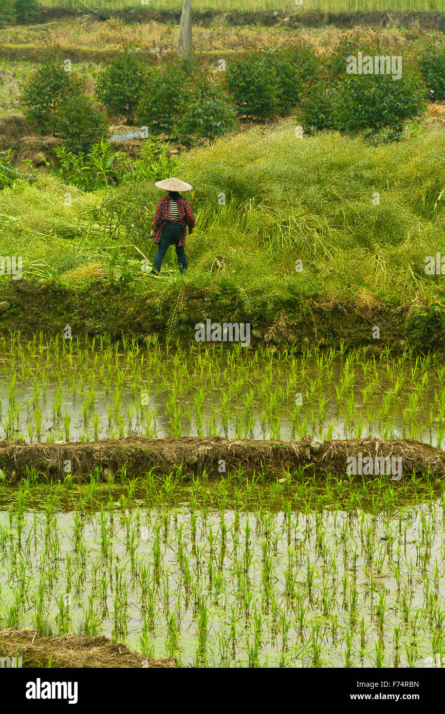 Farmer taking a break from the exhausting work in the rice paddy. - Stock Image