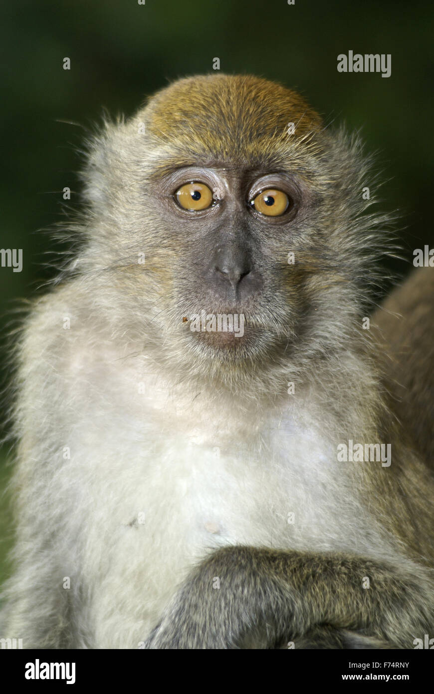 Bewildered macaque monkey expression Stock Photo
